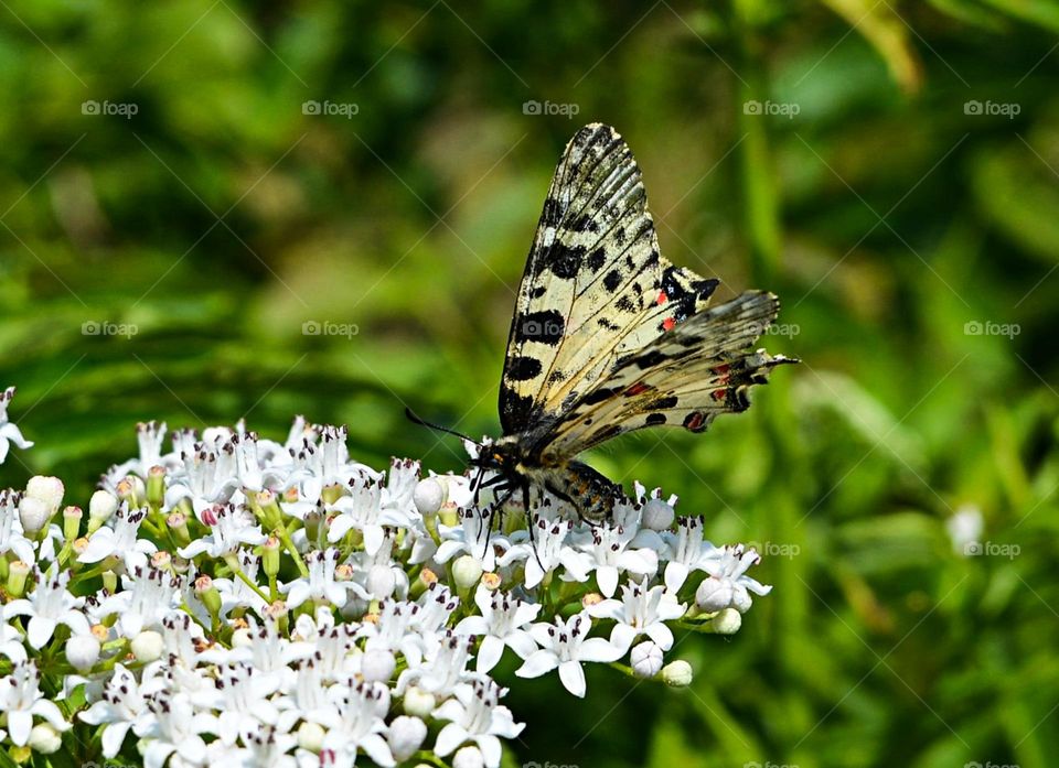 The beauty of spring