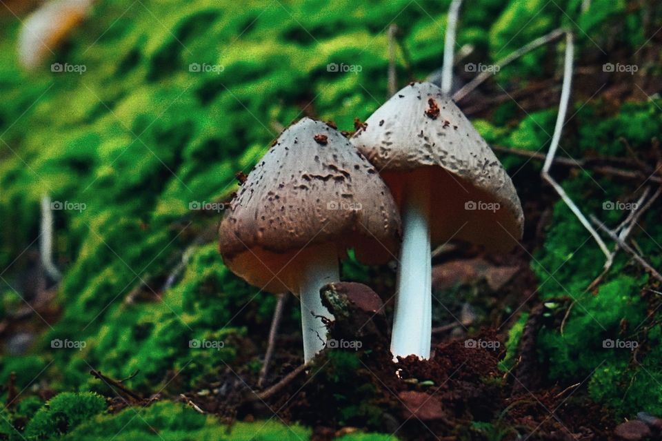 Fungi growing in the forest.