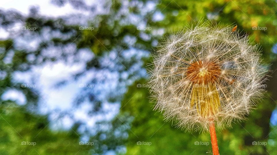 Dandelion