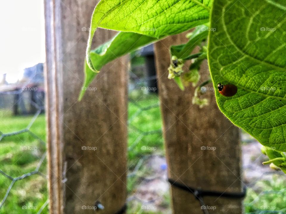 Little lady bug making itself comfortable on a green bean stalk 