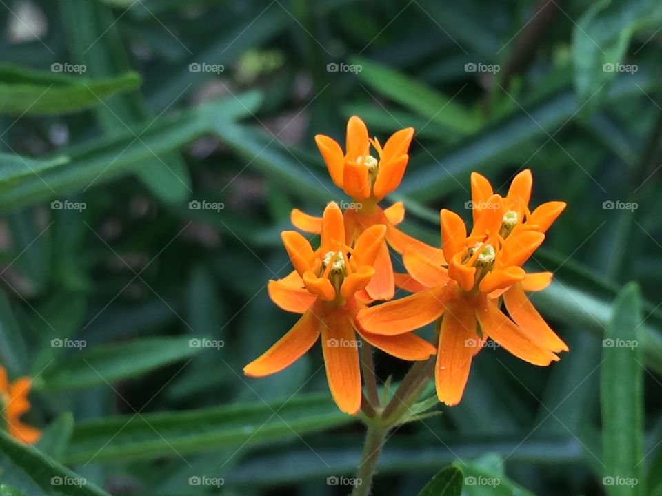 upclose of orange flower 