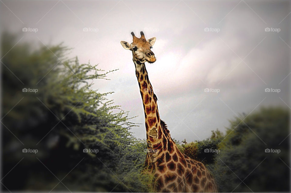 tree animal mammals africa by photopaul