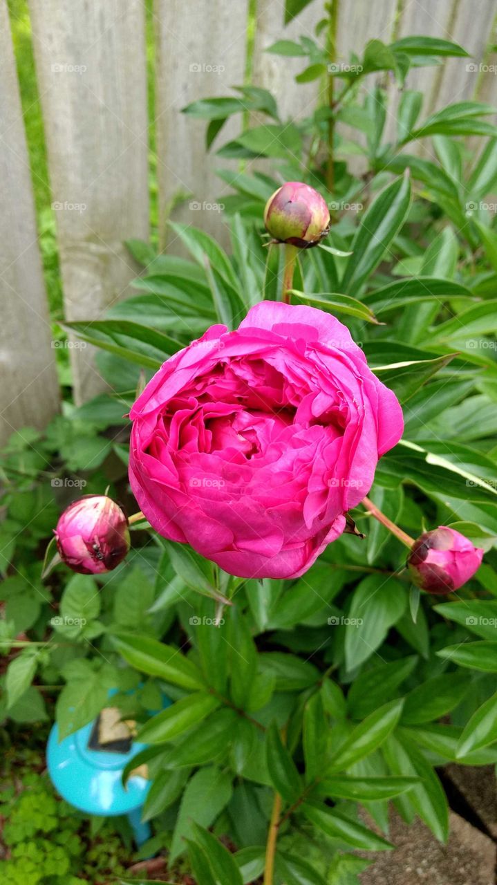 spring time flowers are blossoming