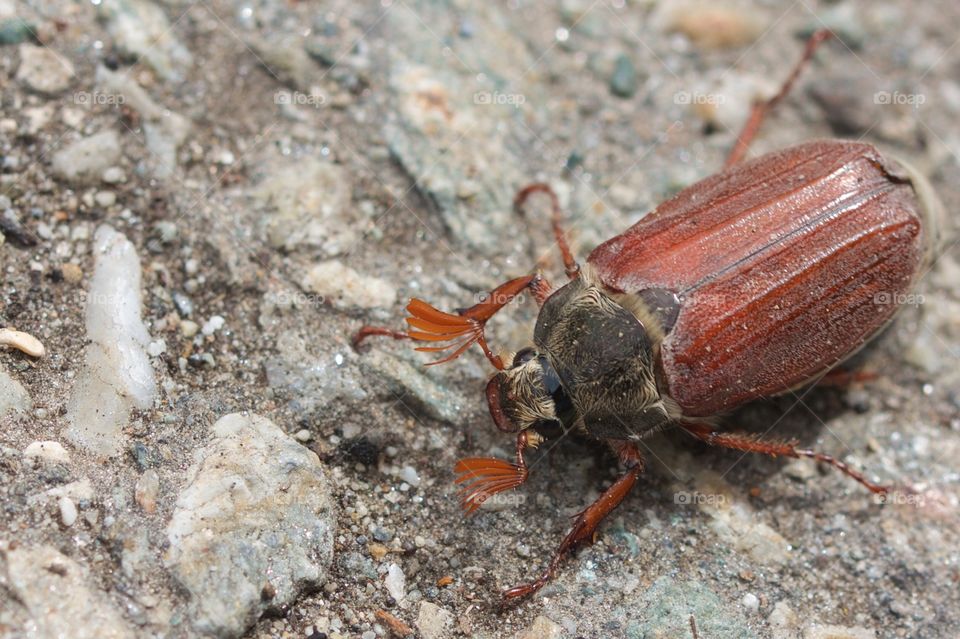 Directly above shot of beetle on dirt