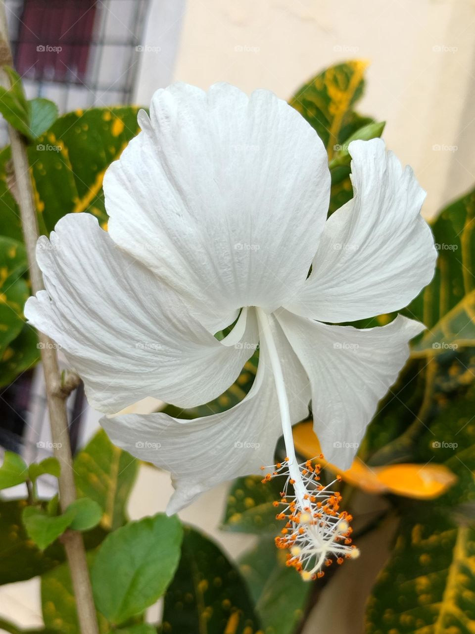 white flower