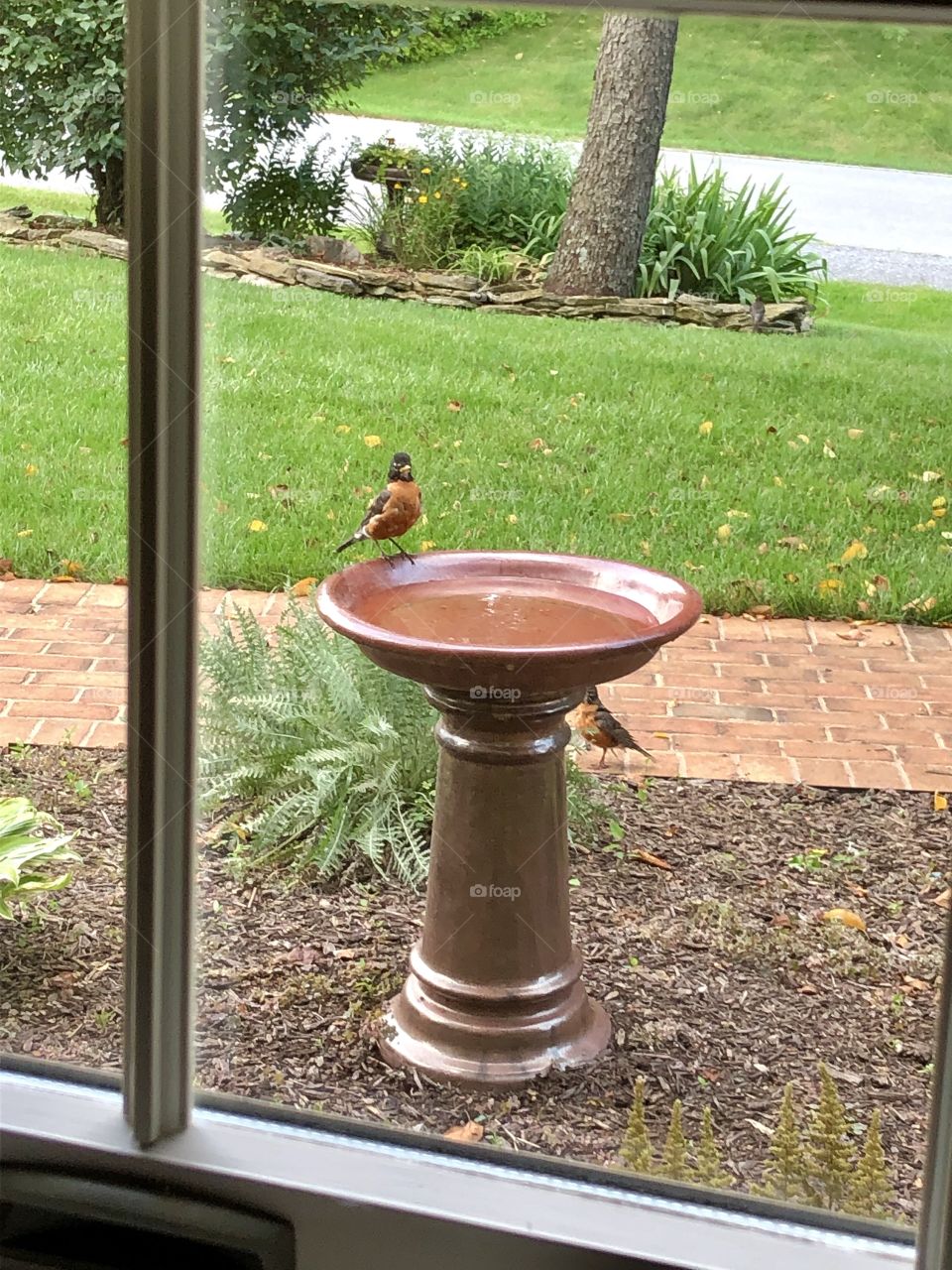 Window view Robin in garden birdbath 
