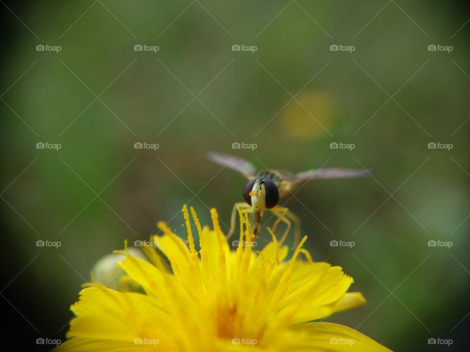 Bee on flower