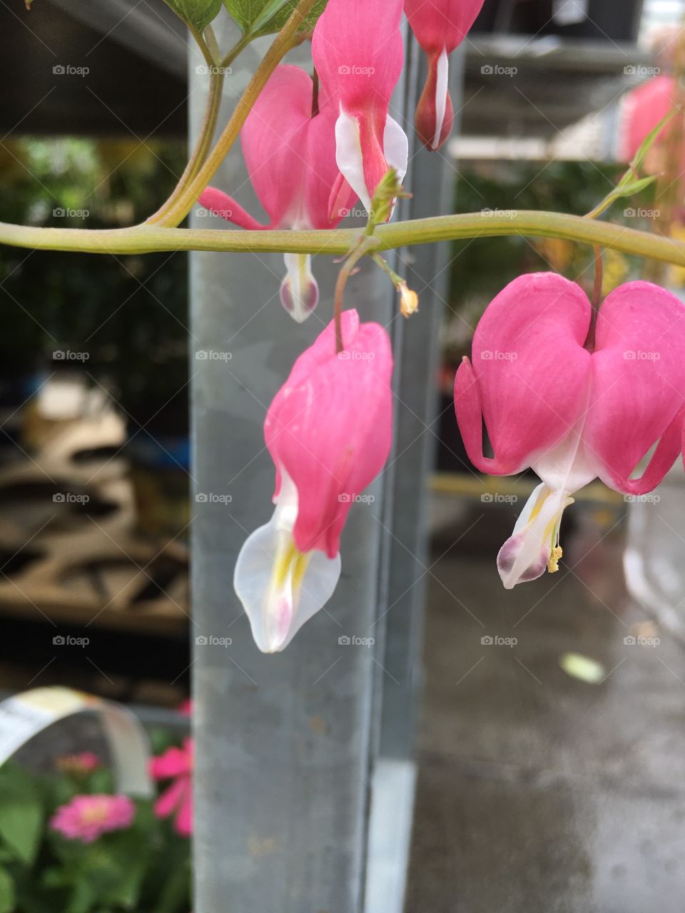 Bleeding Heart Flowers on a string 