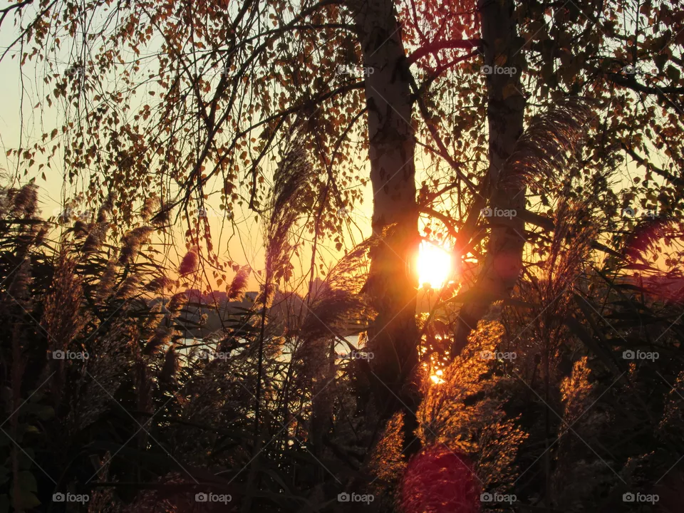 autumn gold, blue sky, calmness and silence of the sunset