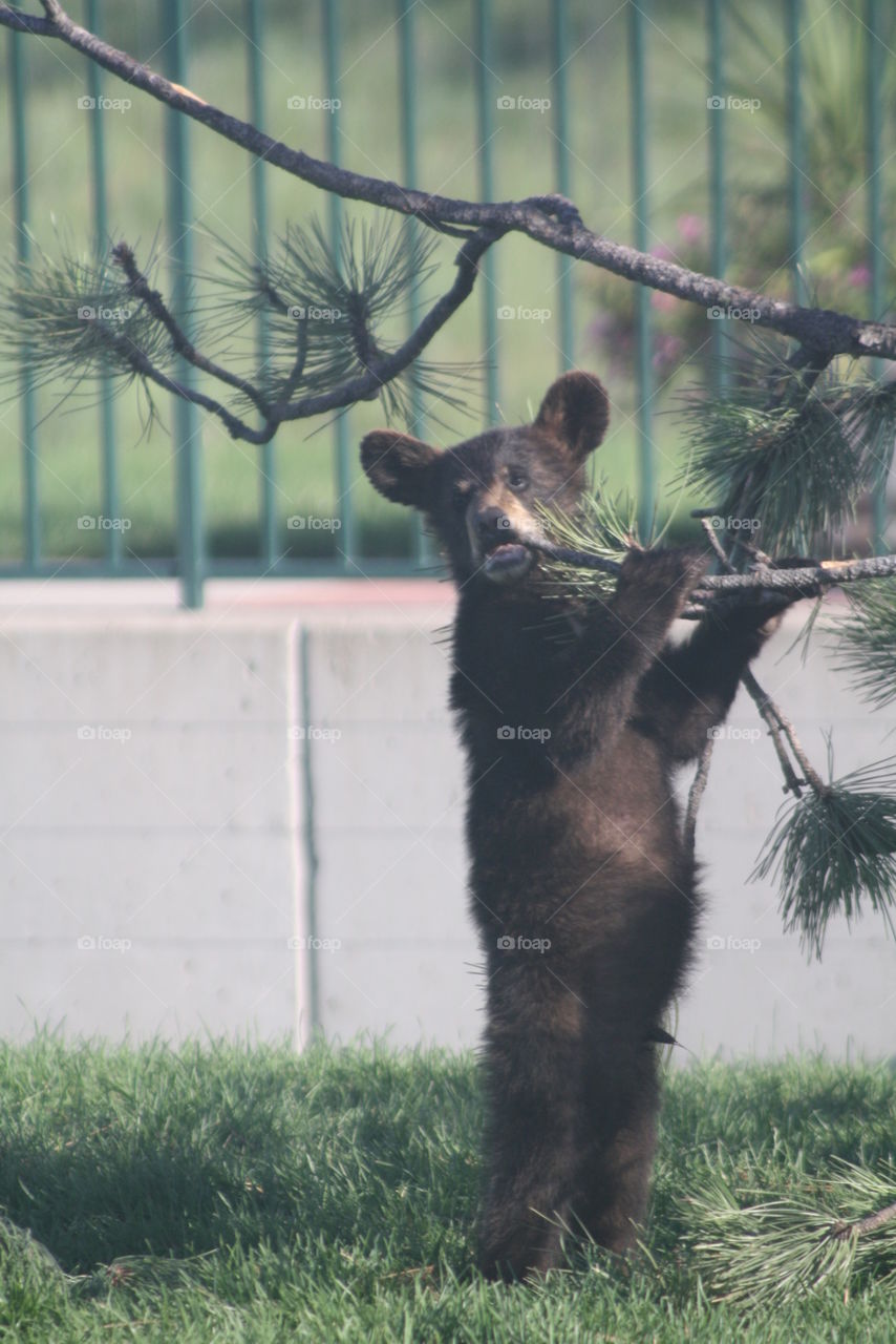 bear at niagara. Niagara falls