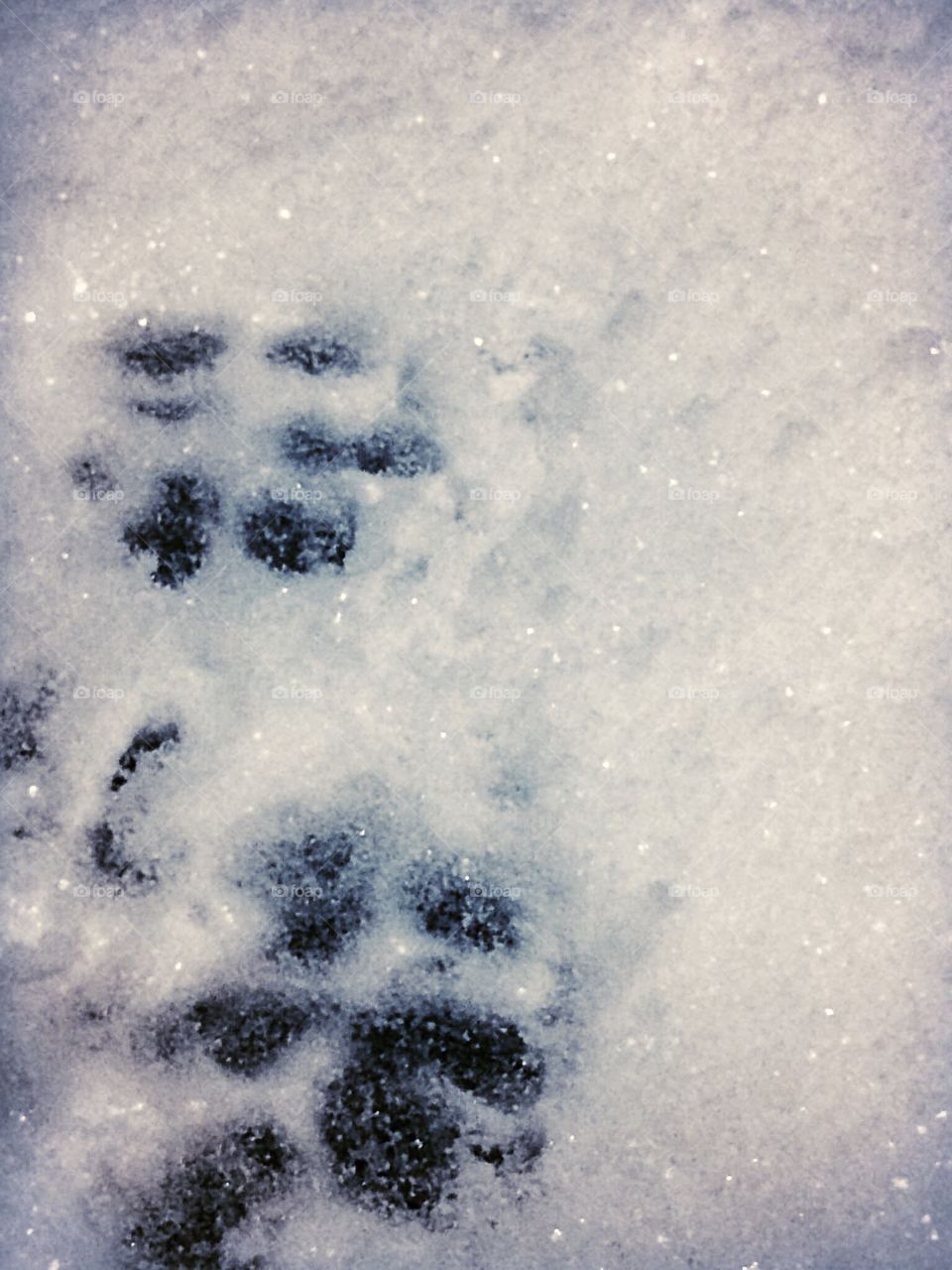 Dog paws in first snowfall 