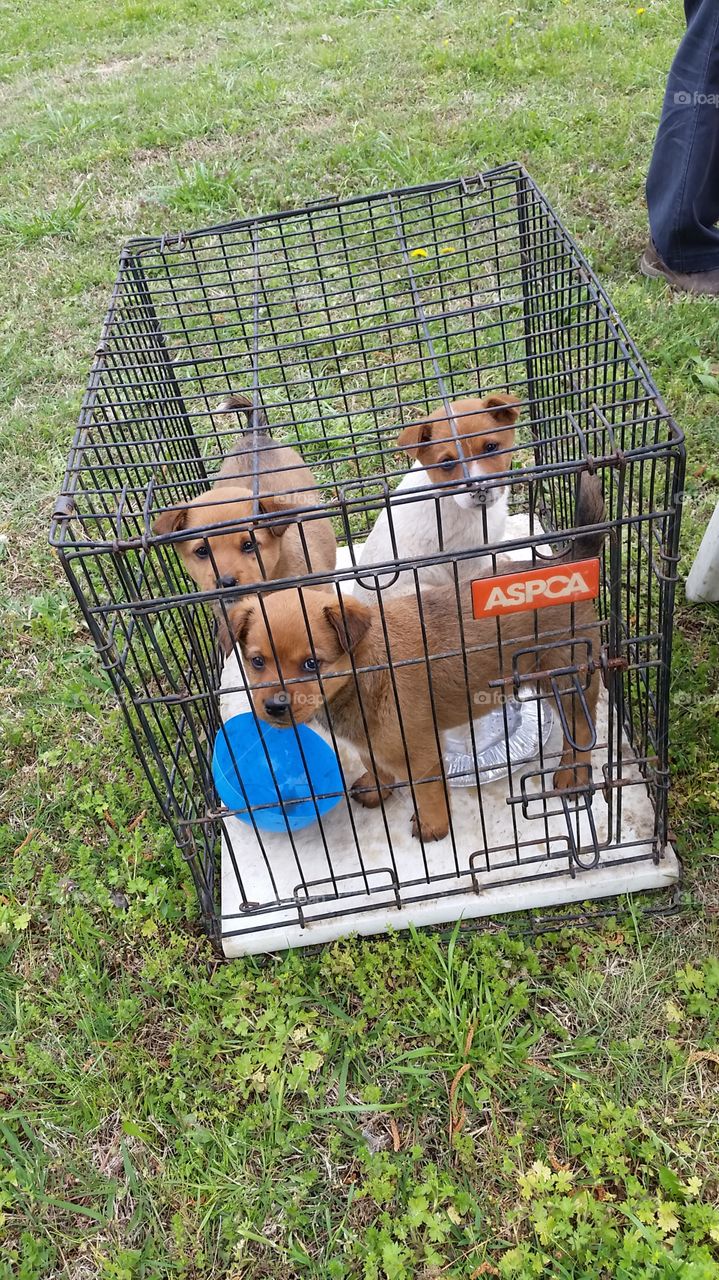 Puppies for adoption