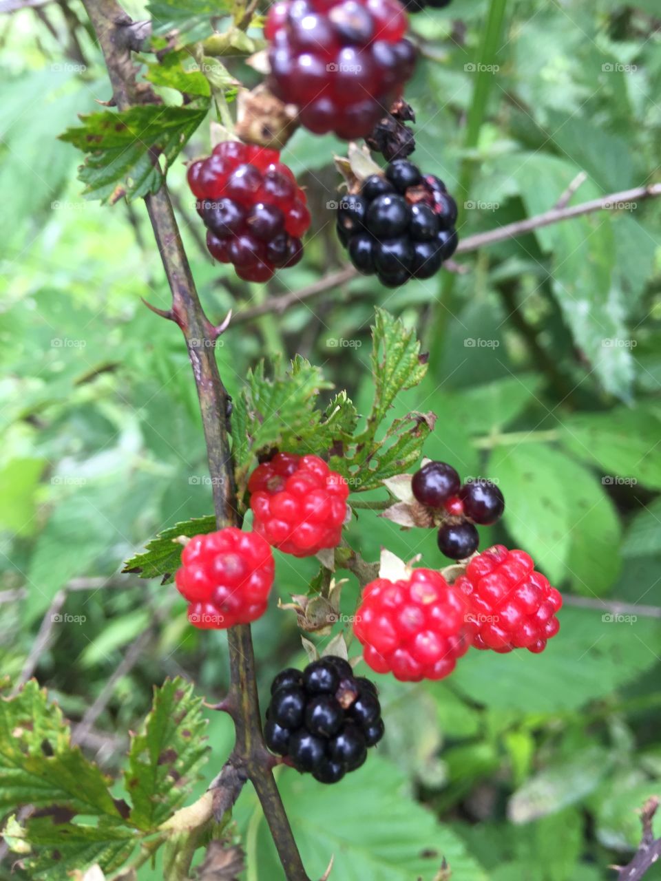 Blackberries