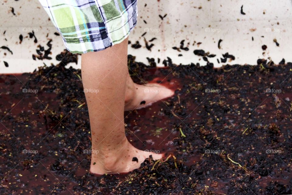 Grape treading, grape stomping 