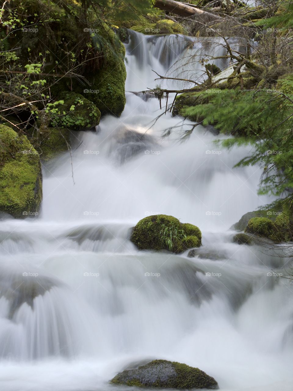 Moss covered rocks and logs in a waterfall in the woods of Southern Oregon on a nice spring day. 