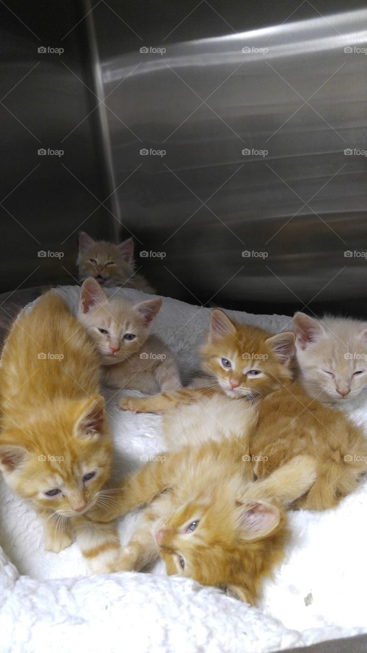 Cat, Cute, Pet, Kitten, Mammal