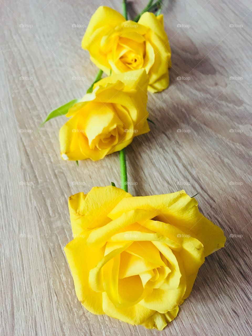 Yellow roses