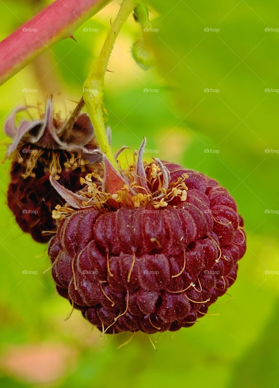 Fresh Local Oregon Raspberries