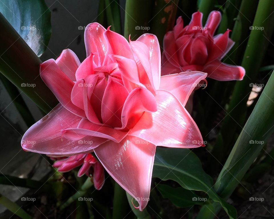 Torch ginger: red flowers