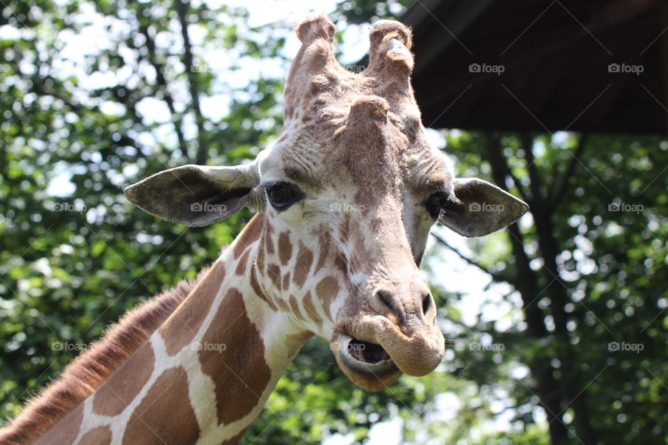 Giraffe