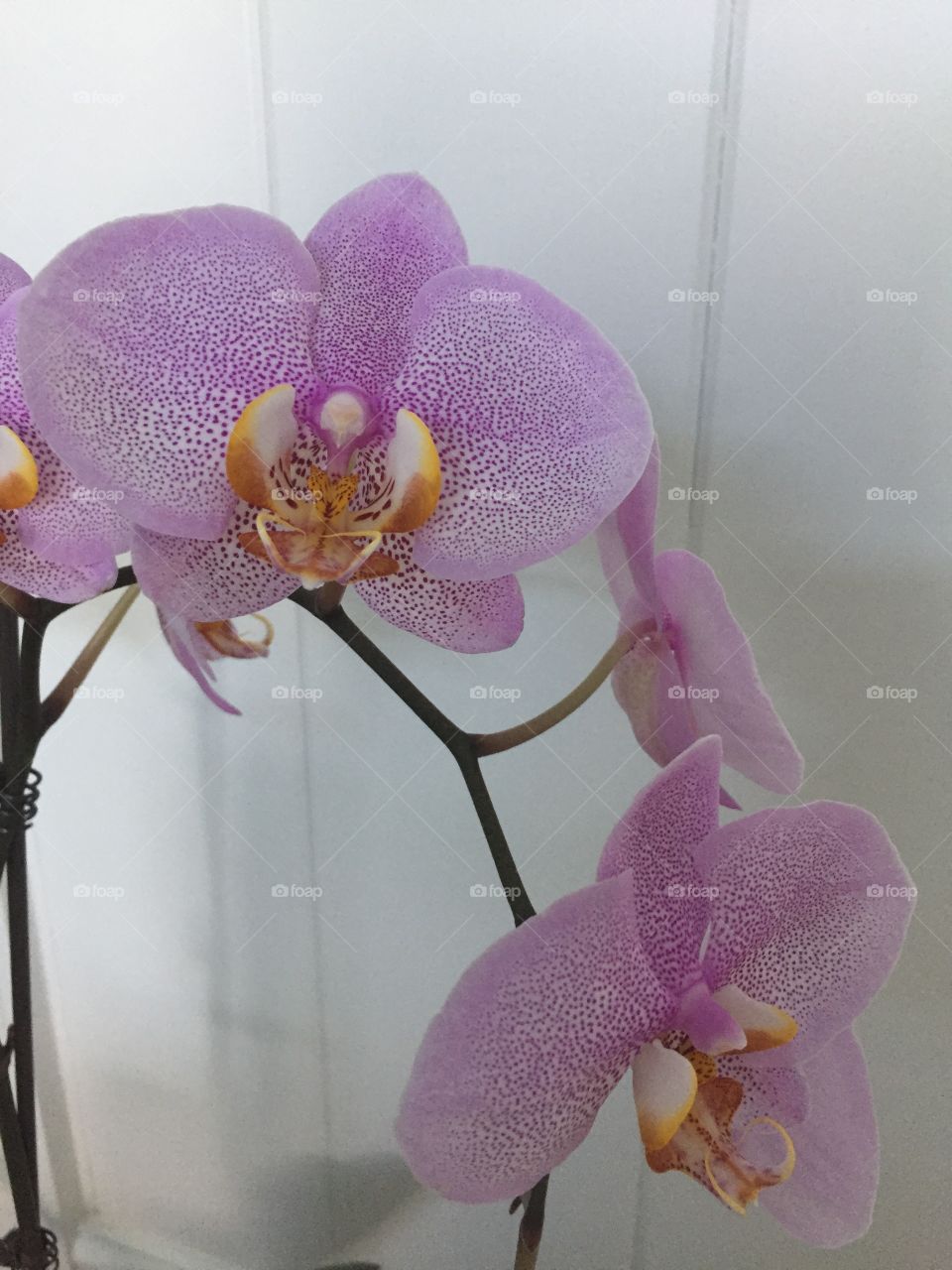 Close up of orchids