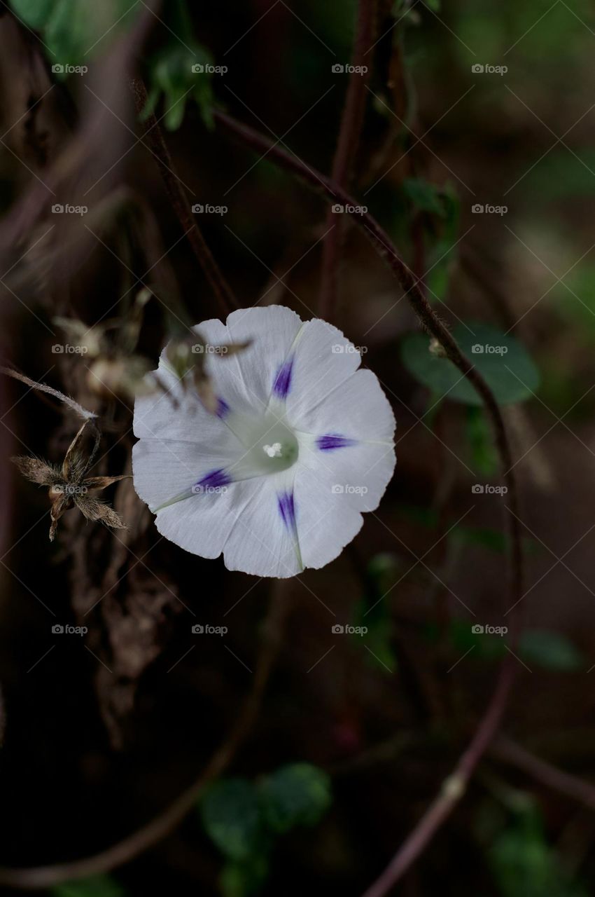 wild flowers bloom in the middle of autumn in the sierras of cordoba, argentina.