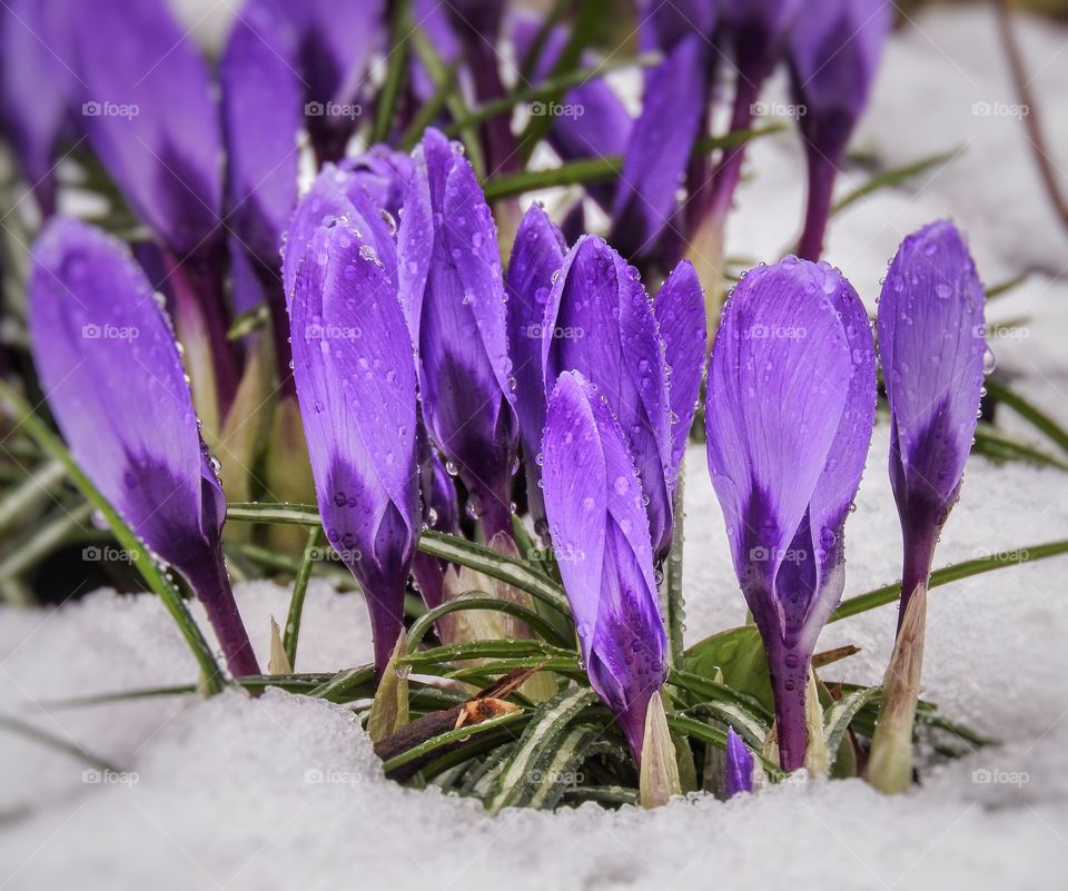 spring flowers crocuses in the snow