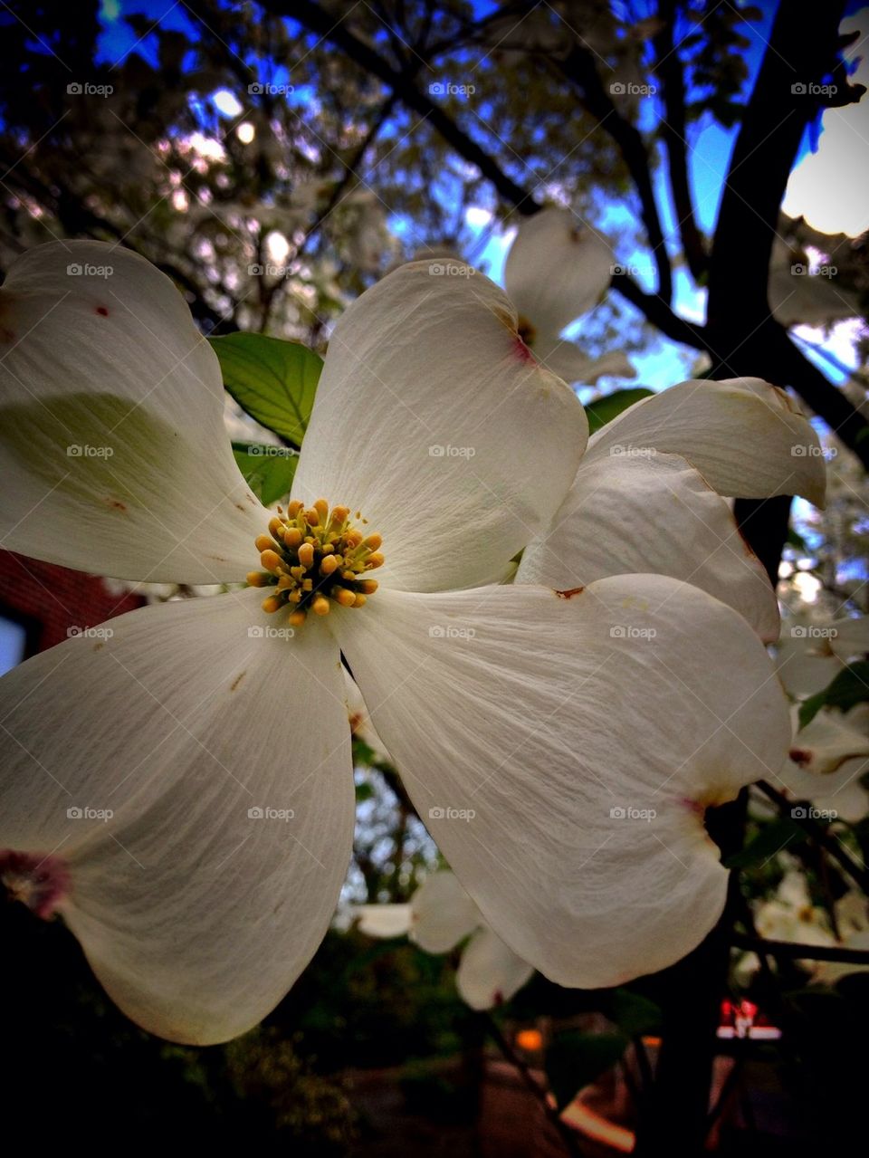 sky green spring flowers by jmh