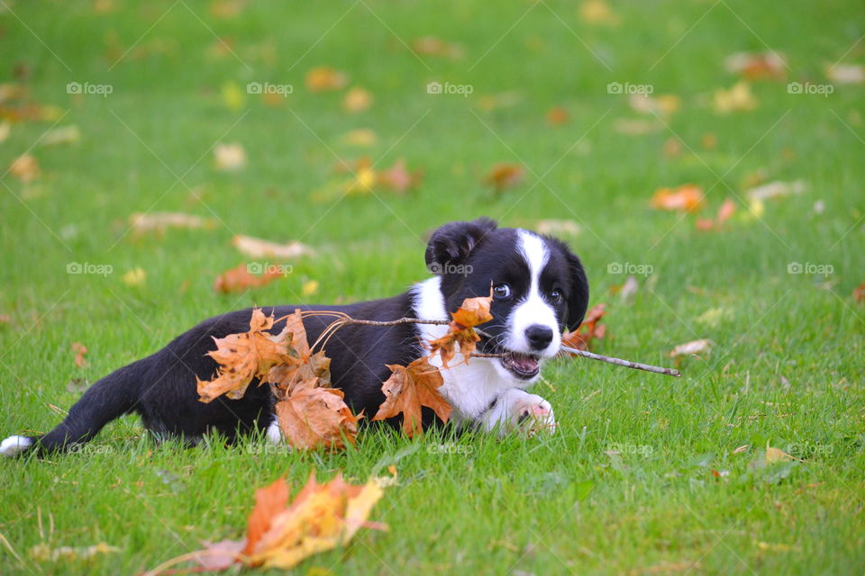 Grass, Dog, Cute, Animal, Mammal