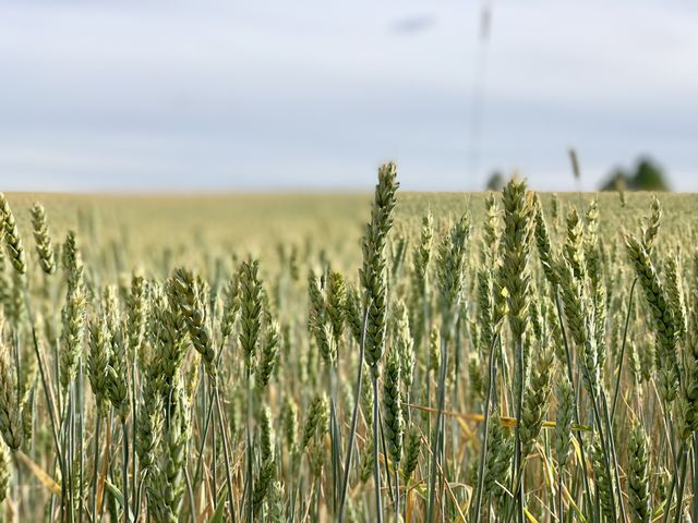 rye field