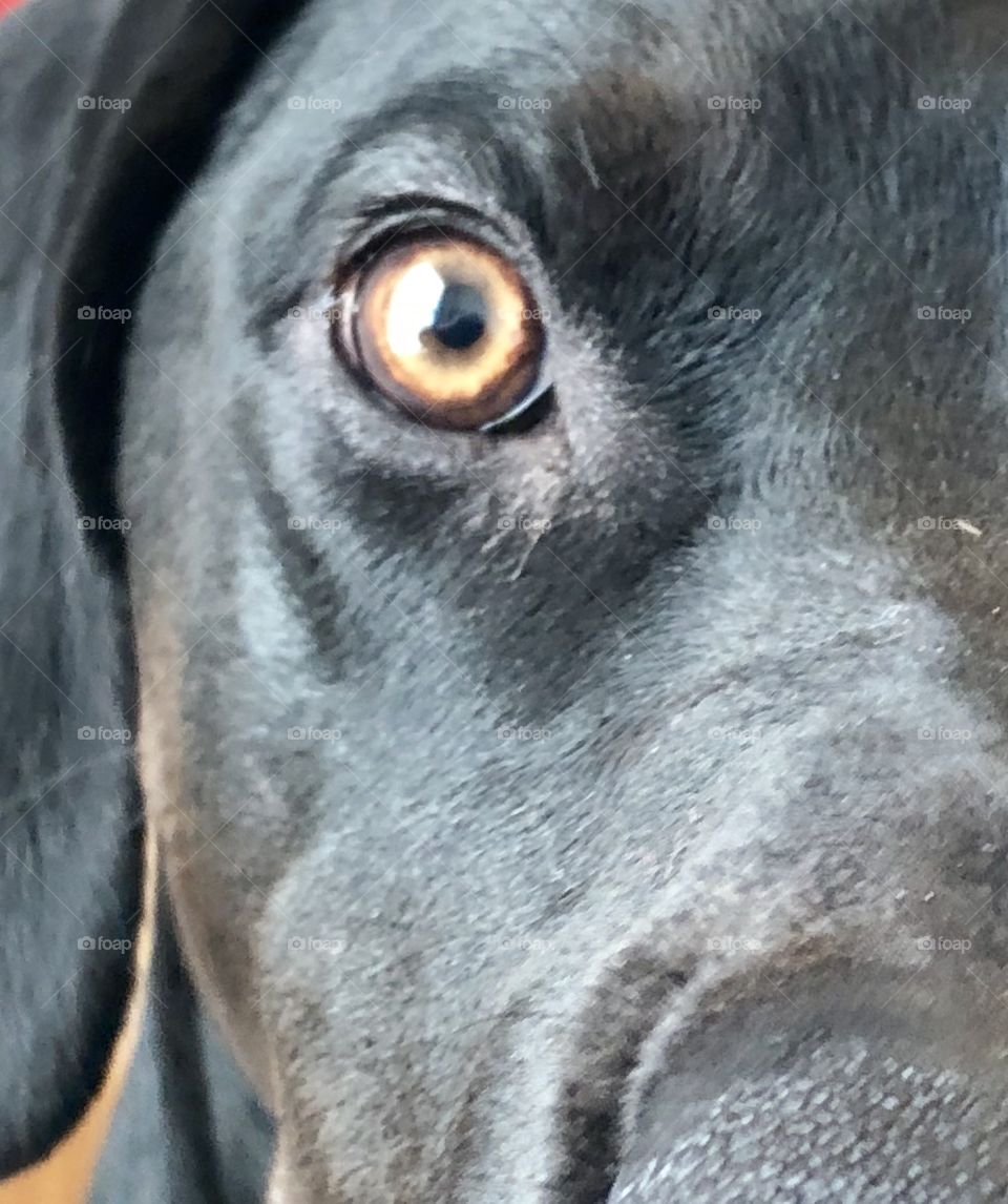 Woman’s best friend, soothes the soul. 