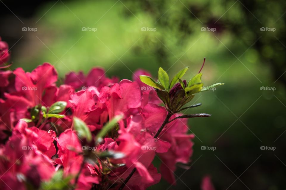 Azaleas