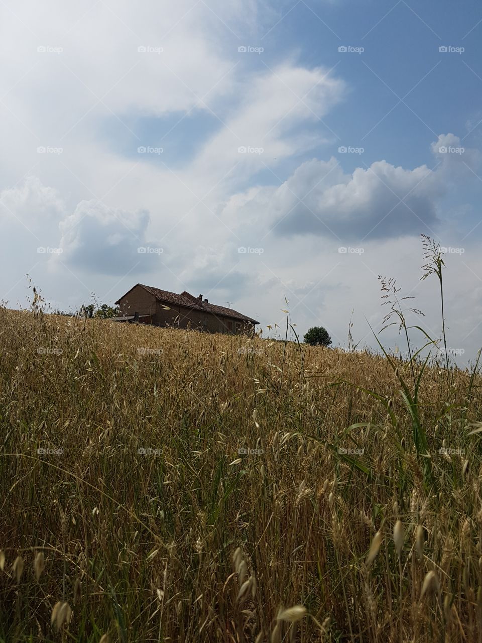 Wheat field in summer, farm house on a hill and cloudy sky