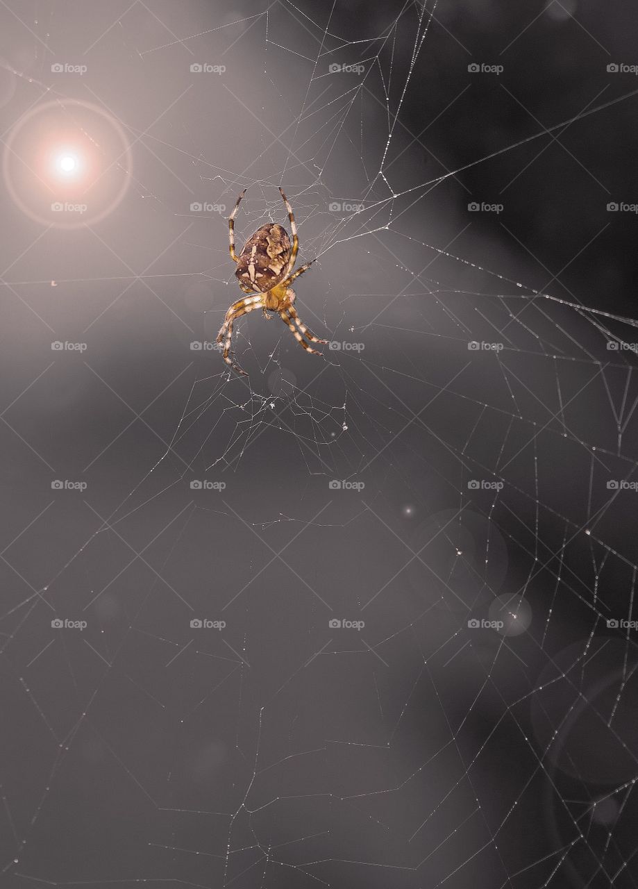 Spider in web