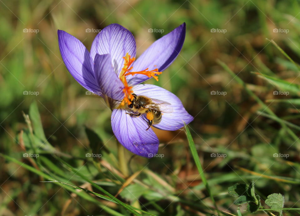 Pollination.