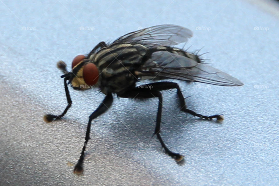 Closeup on a fly
