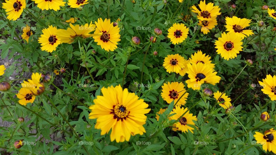 Field of Flowers. I stopped on the way home from work to enjoy the beautiful flowers on the side of the road.