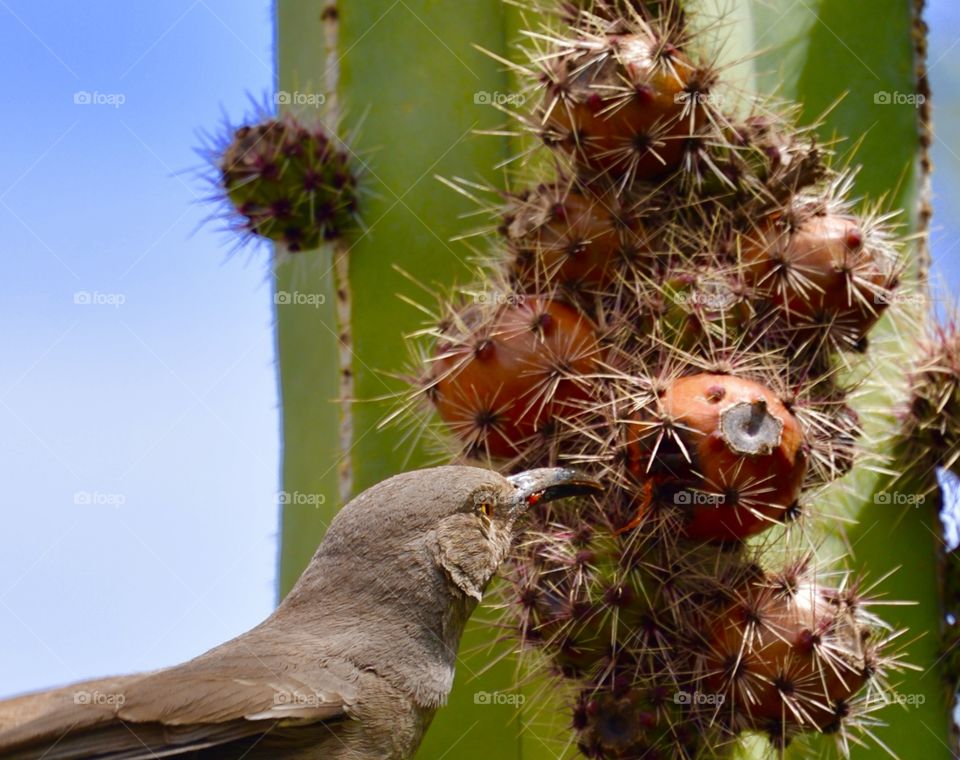 Up-close vire of bird eating cactus jelly