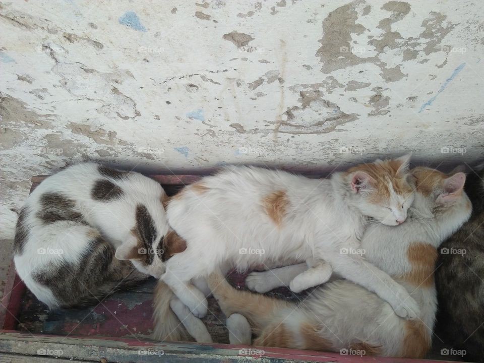 group of cats sleeping together.