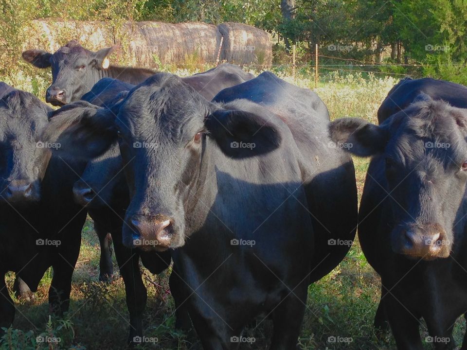 Curious Cows. Cattle ranch in Oklahoma.