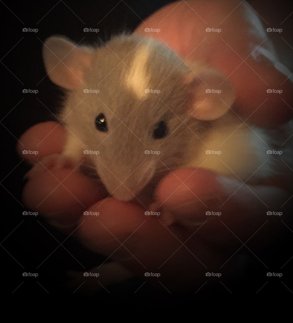 Baby Dumbo Rat. 