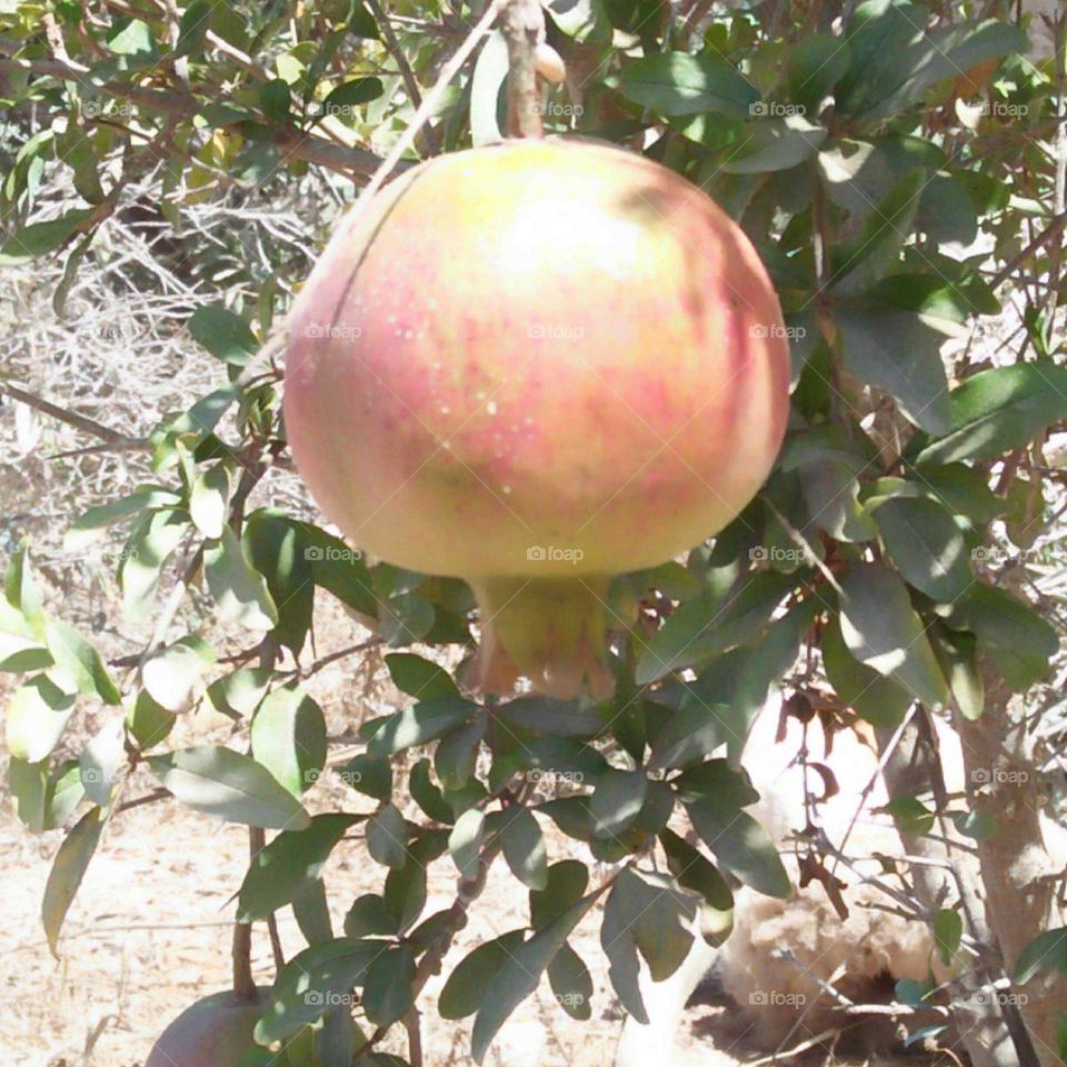 Pomegranate