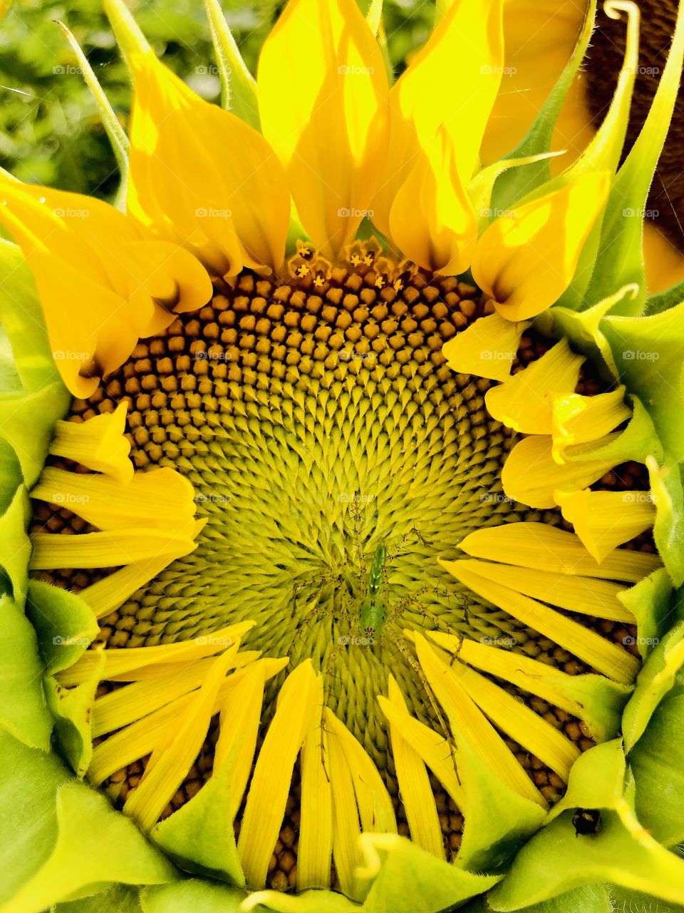 Green lynx spider eats pests allowing sunflower to thrive