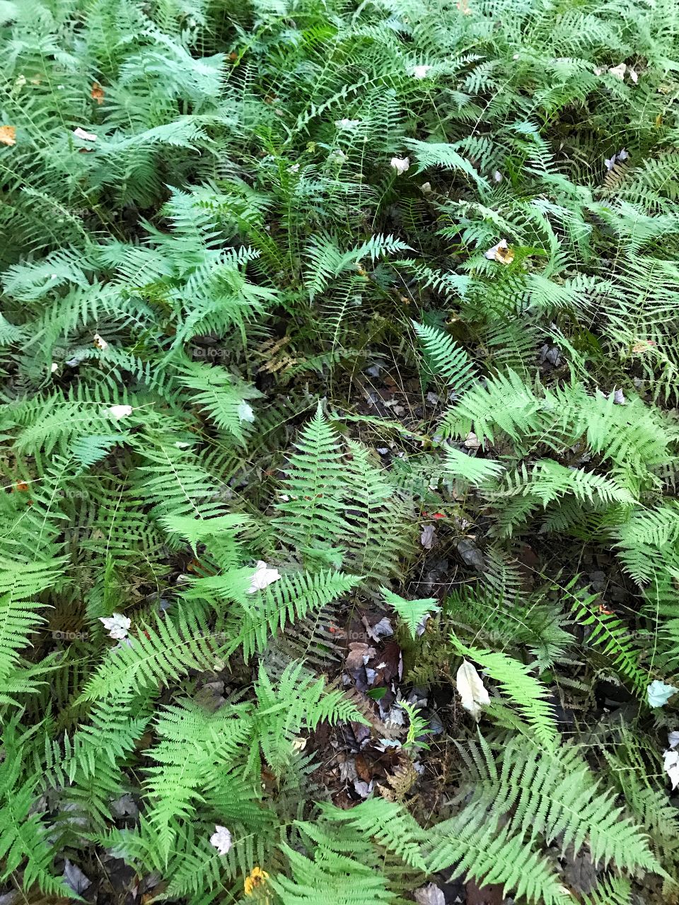 Ferns