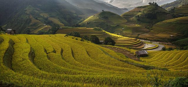 Rice terrace in mu cang chai,Vietnam