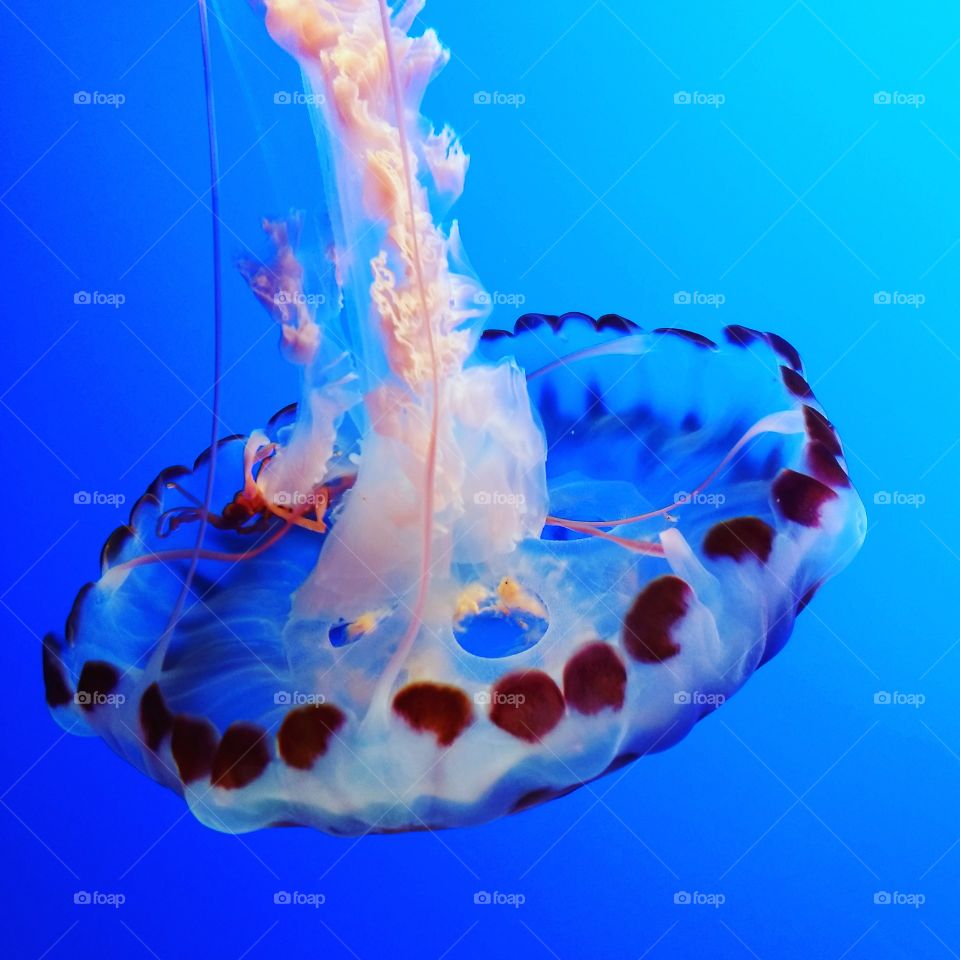 Beautiful jellyfish gracefully swimming.
