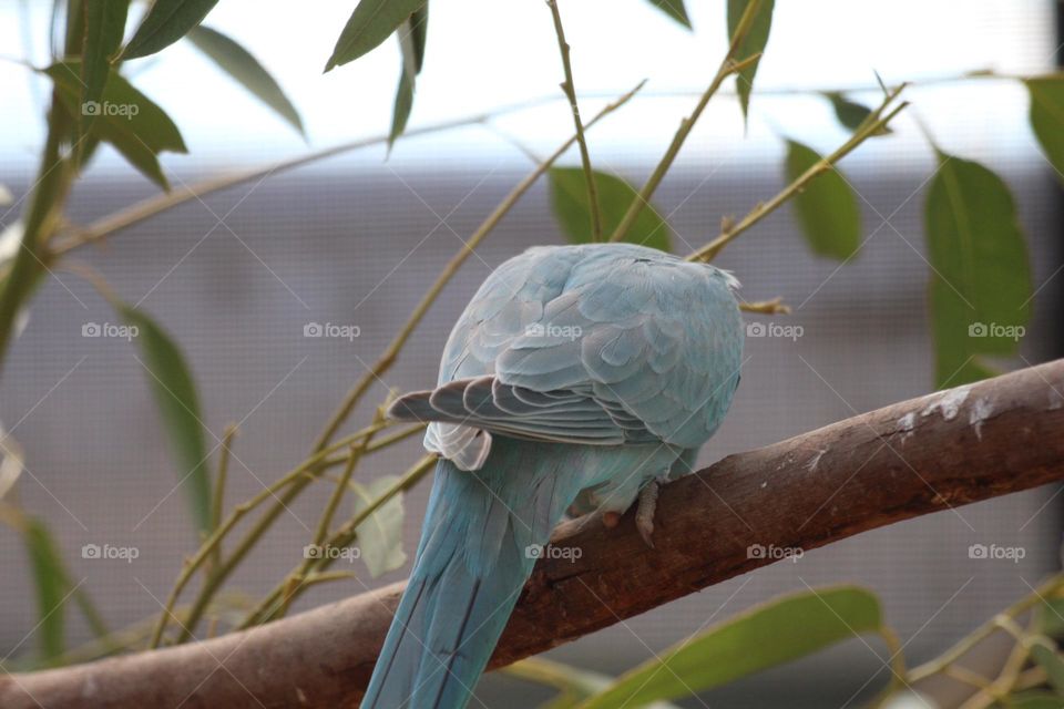 A blue ringneck parrot leaning over to grab some leaves