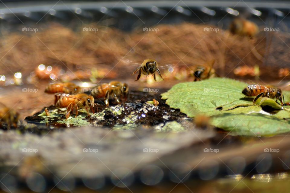 Honey bee in flight over bee bath with other bees drinking water