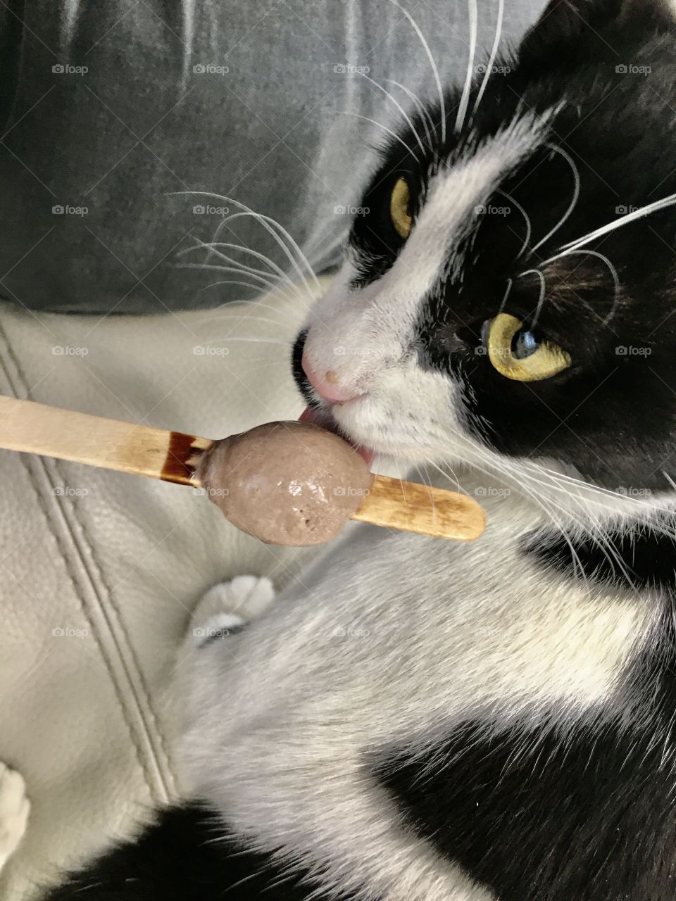Ice cream cat