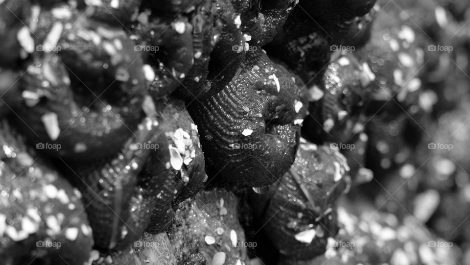 Closed sea anemones. Sea anemones live in large colonies with hundreds of their own kind tightly packed together.